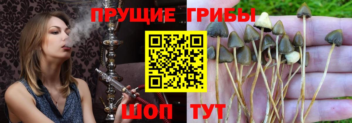 Камышин  Псилоцибиновые грибы ЛСД  Вход с VPN 